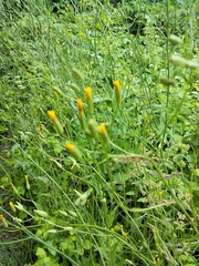Crepis pulchra