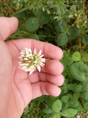 Trifolium repens