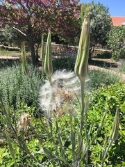 Tragopogon coelesyriacus