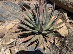 Agave mckelveyana