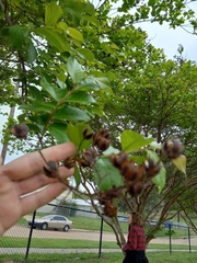 Lagerstroemia indica