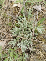 Helichrysum arenarium