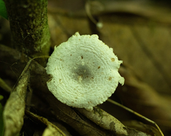 Agaricales