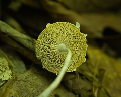 Agaricales