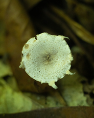 Agaricales