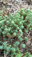 Sedum nuttallii