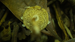 Agaricales