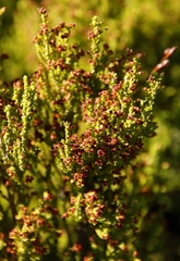Erica tristis
