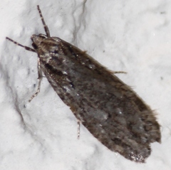 Semioscopis aurorella