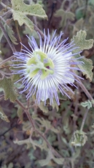 Passiflora arida
