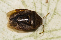 Pentatomidae