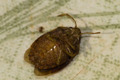 Pentatomidae