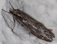 Semioscopis aurorella