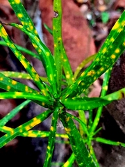 Codiaeum variegatum pictum