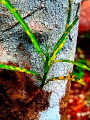 Codiaeum variegatum pictum