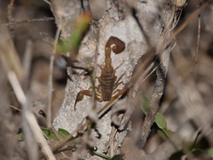 Centruroides marcanoi