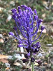 Muscari comosum