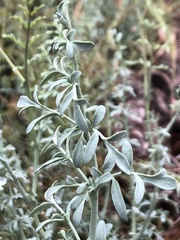Ruta angustifolia