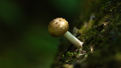 Oudemansiella cubensis