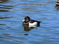 Aythya fuligula