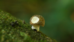 Oudemansiella cubensis