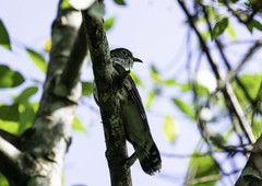 Hierococcyx nisicolor