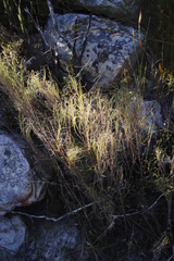 Pseudopentameris macrantha