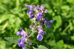 Nepeta racemosa