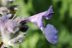 Nepeta racemosa