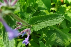 Nepeta racemosa