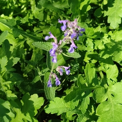 Nepeta racemosa