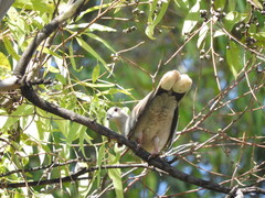 Streptopelia decaocto
