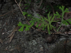 Selaginella moellendorffii