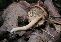 Inocybe desquamans