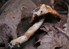 Inocybe desquamans
