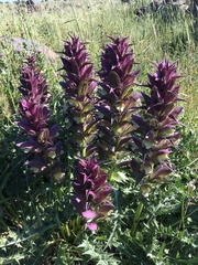 Acanthus syriacus