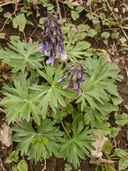Delphinium tricorne
