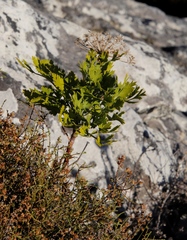Notobubon galbanum