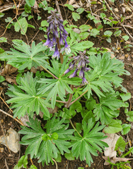 Delphinium tricorne