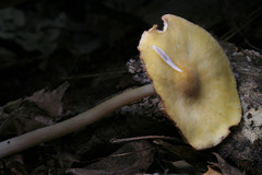 Pluteus leoninus