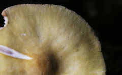 Pluteus leoninus