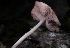 Pluteus leoninus