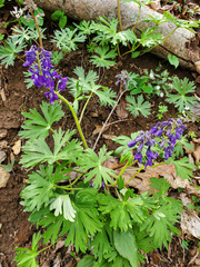 Delphinium tricorne