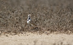 Thinocorus rumicivorus