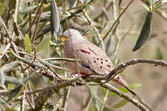 Columbina cruziana