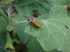 Chauliognathus faustus