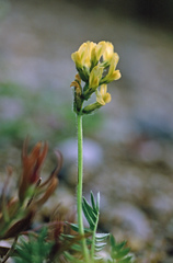Oxytropis maydelliana