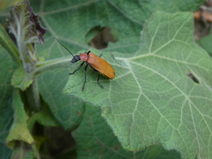 Chauliognathus faustus