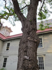 Robinia pseudoacacia