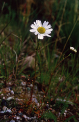Chrysanthemum integrifolium